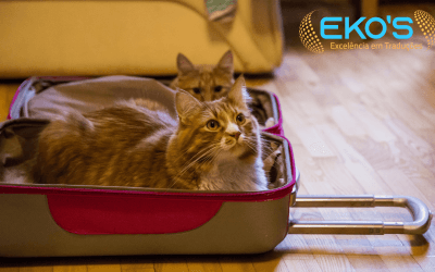 Viagens internacionais com seu pet: saiba o que é necessário