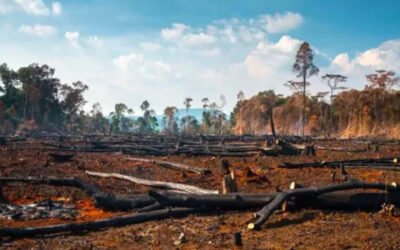 Tradução Técnica de Relatórios de Impacto Ambiental Para Órgãos Internacionais