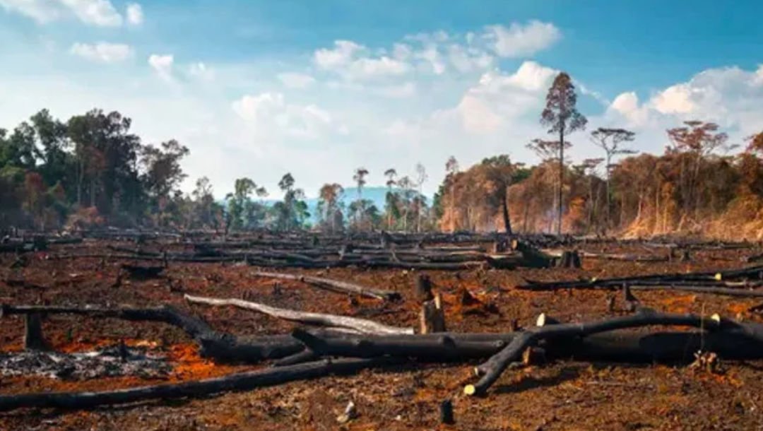 Tradução Técnica de Relatórios de Impacto Ambiental Para Órgãos Internacionais